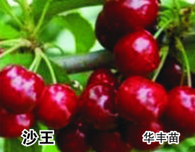 沙王樱桃苗