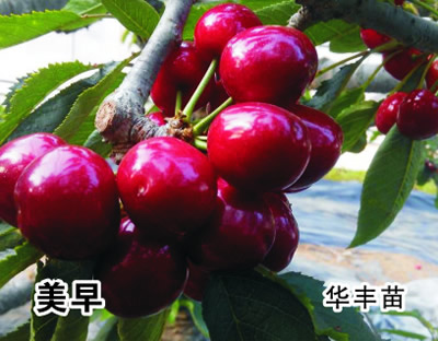 美早樱桃苗