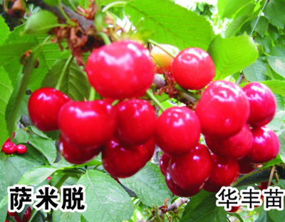 萨米脱樱桃苗