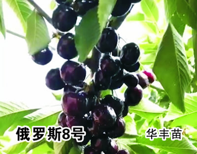 俄罗斯8号樱桃苗