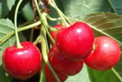 大樱桃苗批发选购的过程中要注意什么