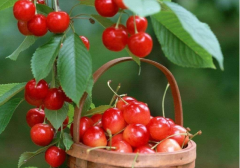 大樱桃苗栽培的正确挖坑方法