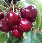 大樱桃苗秋季什么要拉枝?