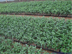 大樱桃苗拉枝的注意点?