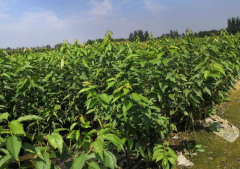 大樱桃苗病虫害防治三个时期