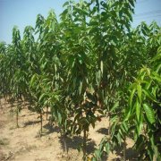 栽植大樱桃树苗要从哪些方面入手