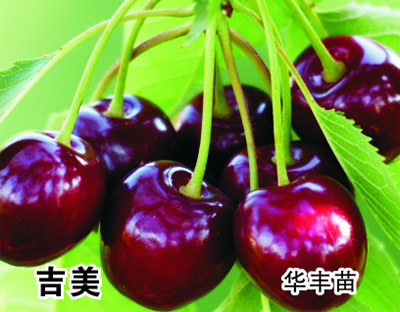 吉美樱桃苗